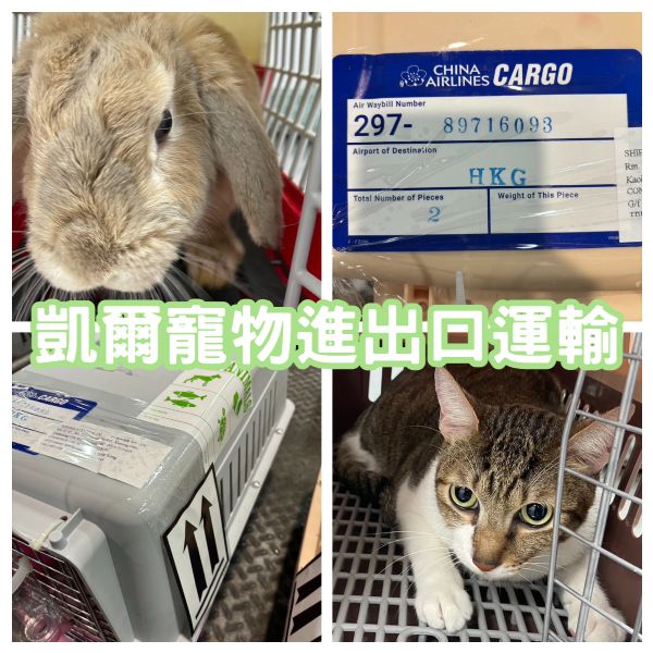 2024/02/05 『香港』1隻米克斯貓貓+1隻家兔，一起作伴飛香港啦~~~